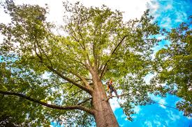 Best Leaf Removal  in Normandy Park, WA