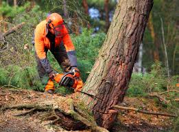 Best Tree Cabling and Bracing  in Normandy Park, WA