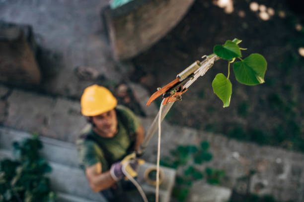 Best Emergency Tree Removal  in Normandy Park, WA