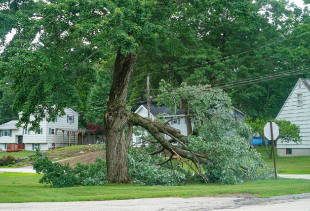 Reliable Normandy Park, WA Tree Removal Solutions